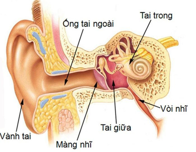 Externa otitis - Hình ảnh minh họa